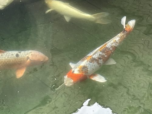 ナント！悠々と泳ぐ錦鯉が皆様共有のペット！