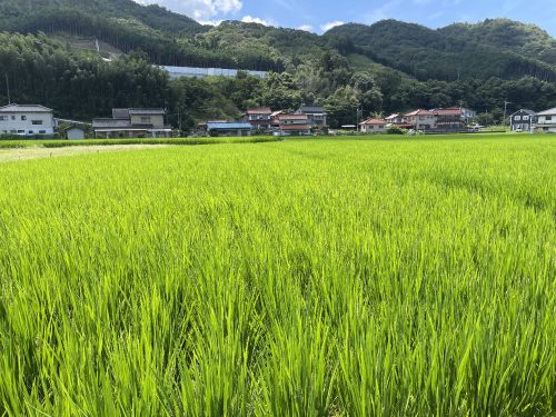 近隣は稲作をされる農家さんが多く、水田の上を吹き渡る風が気持いいです♪